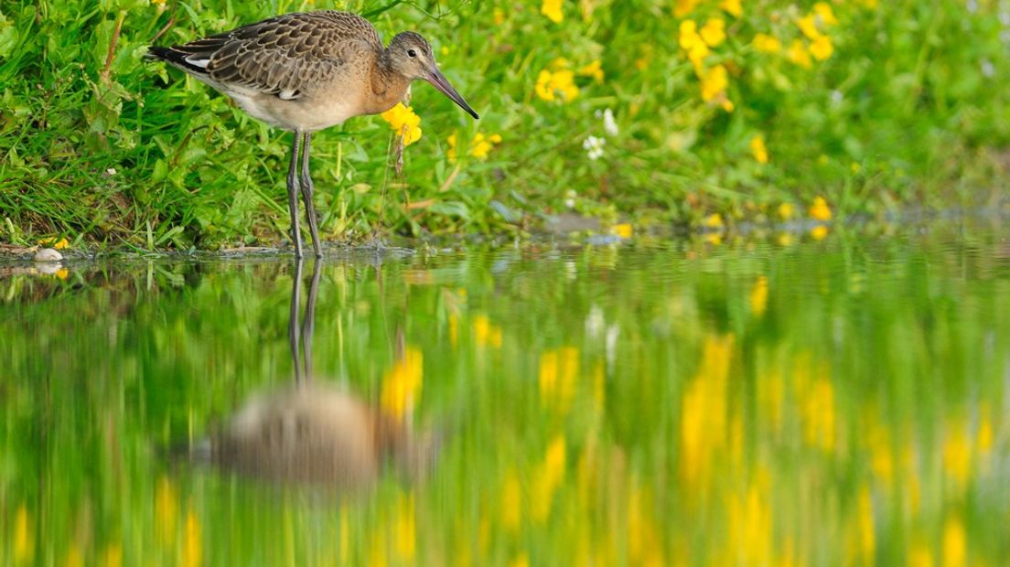 Een lentezonnetje en stijgende temperaturen... Met het voorjaar in aantocht is dit hét moment om op zoek te gaan naar weidevogels als de kievit, de wulp en de grutto. Het is genieten, want de weidevogels hebben het voorjaar in hun bol.