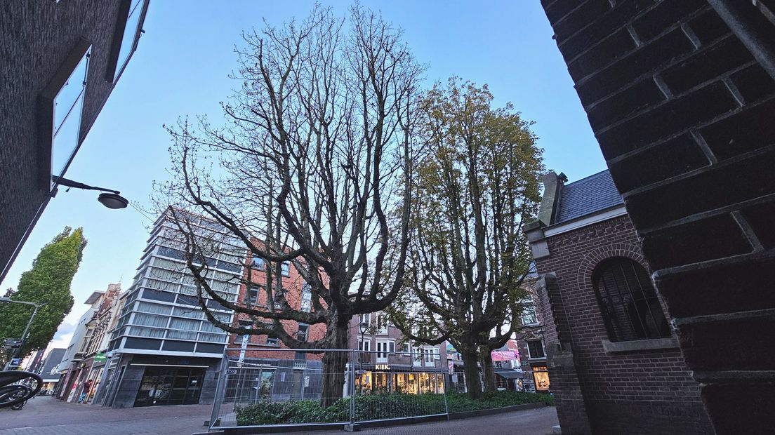 Uitzicht op het zieke bomentrio van bij de Adventskerk