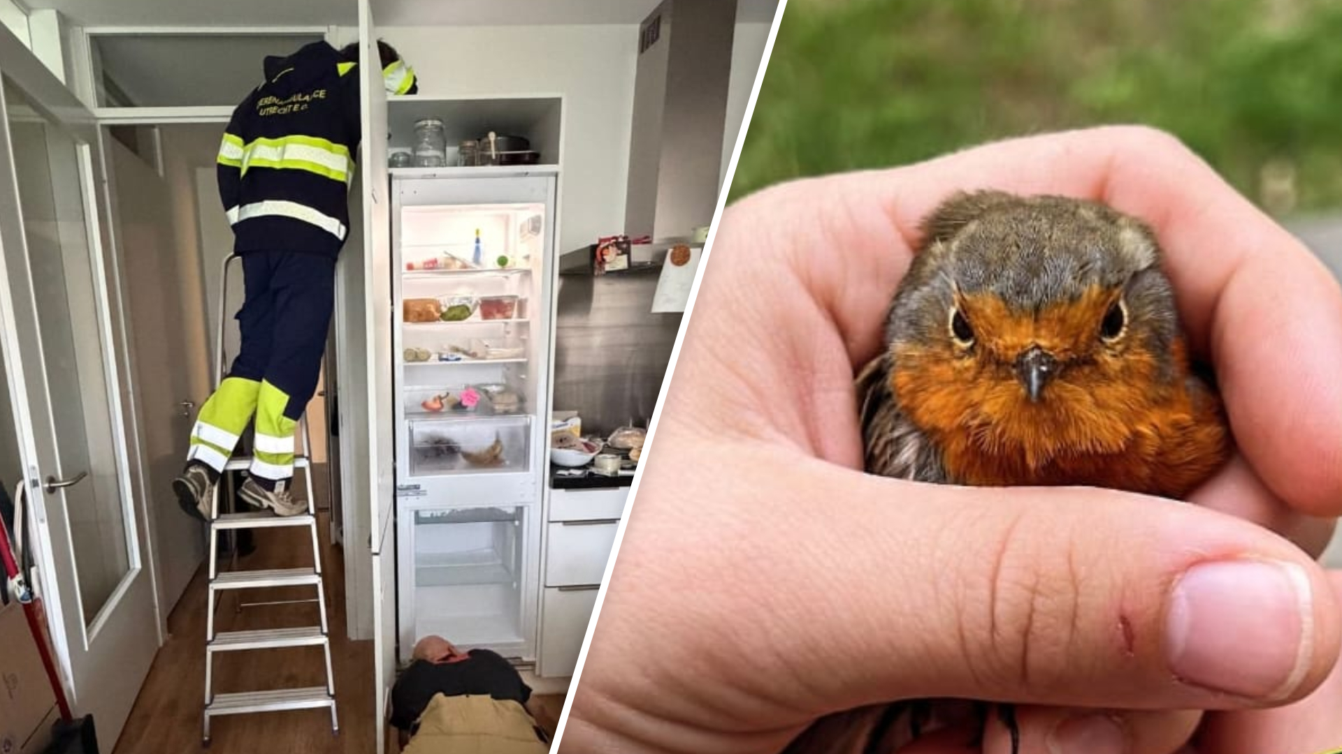 Vogeltje zit vast in keuken, koelkast moet deels worden uitgebouwd