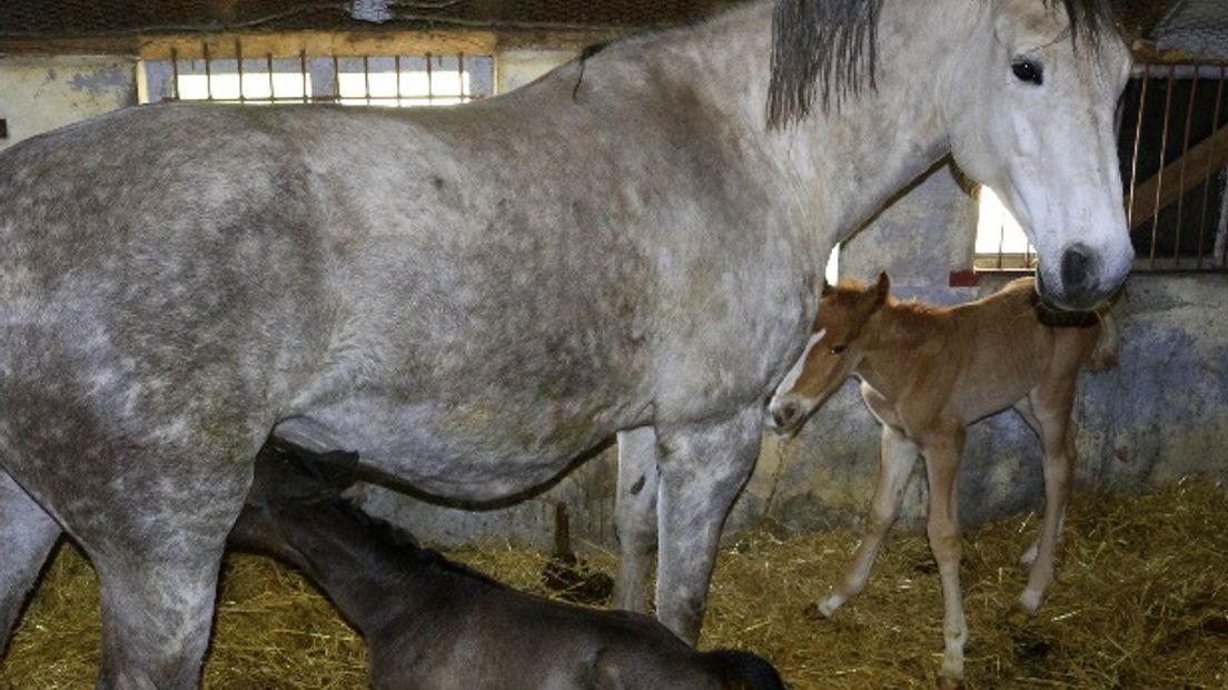 Moeder Anita met haar tweeling