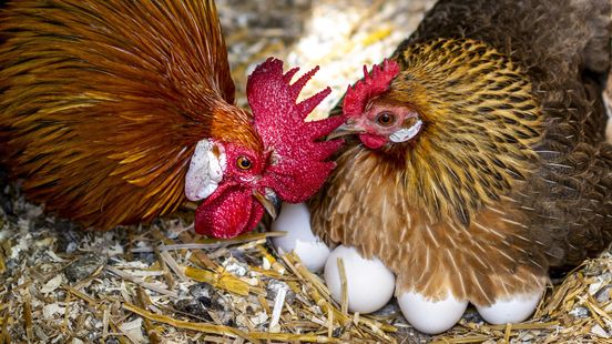 Wormen belangrijkste oorzaak van PFAS in hobby-eieren Home