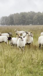 Schapen spotten in Hooghalen