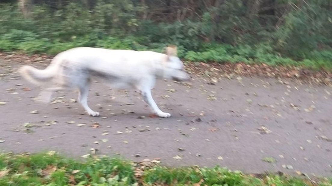 Een voorbijganger kon snel een foto maken van de witte herder.