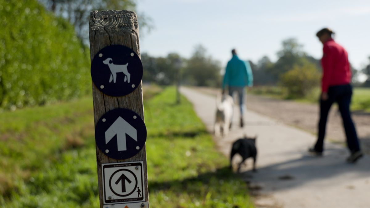 Hondenloslooproutes Holtingerveld in de toekomst buiten kwetsbare natuur 'Ik vond het kort door de b
