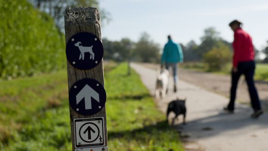 Hondenloslooproutes Holtingerveld in de toekomst buiten kwetsbare natuur: 'Ik vond het kort door de bocht' Nieuws
