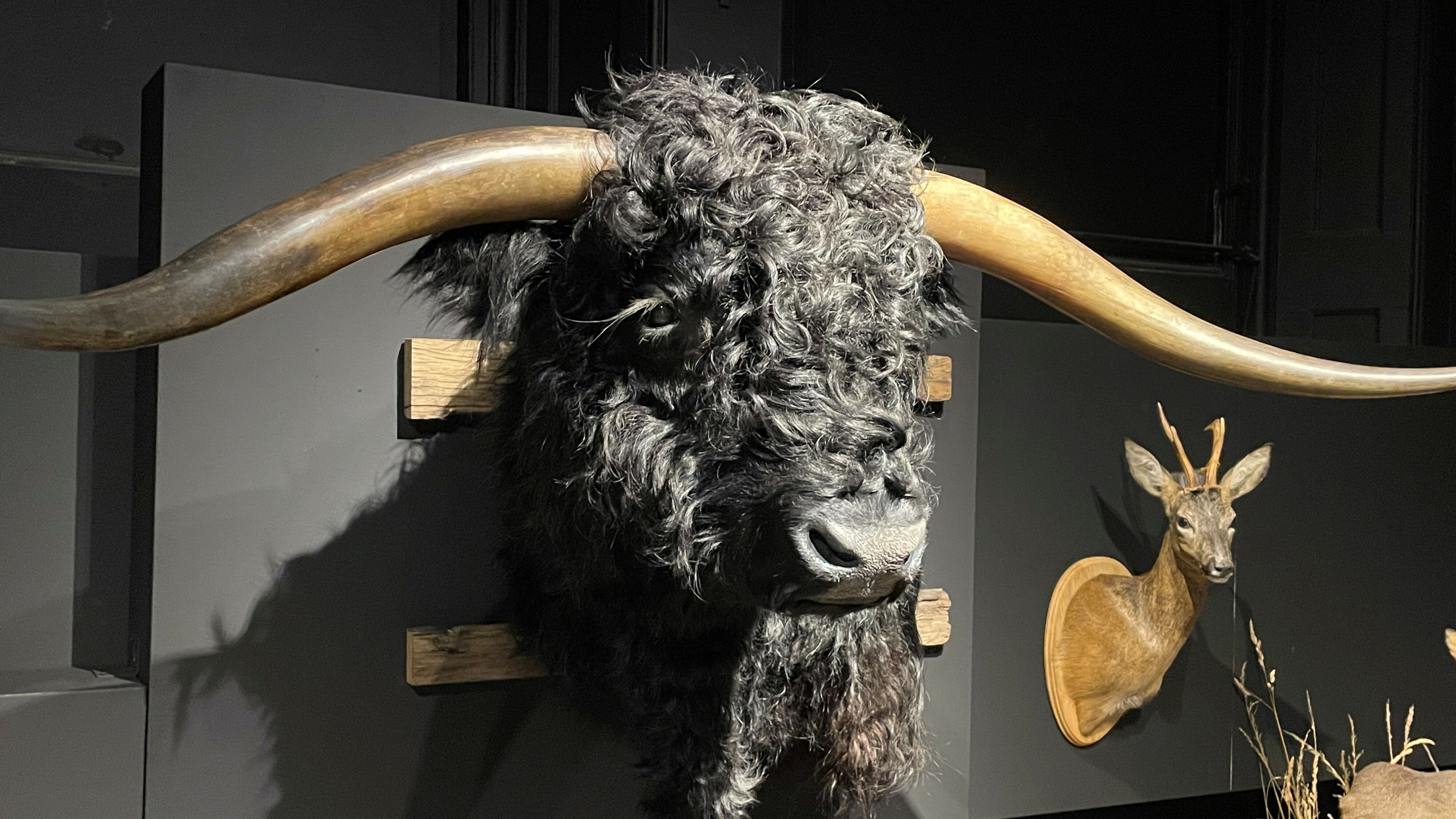 De geprepareerde Schotse hooglander