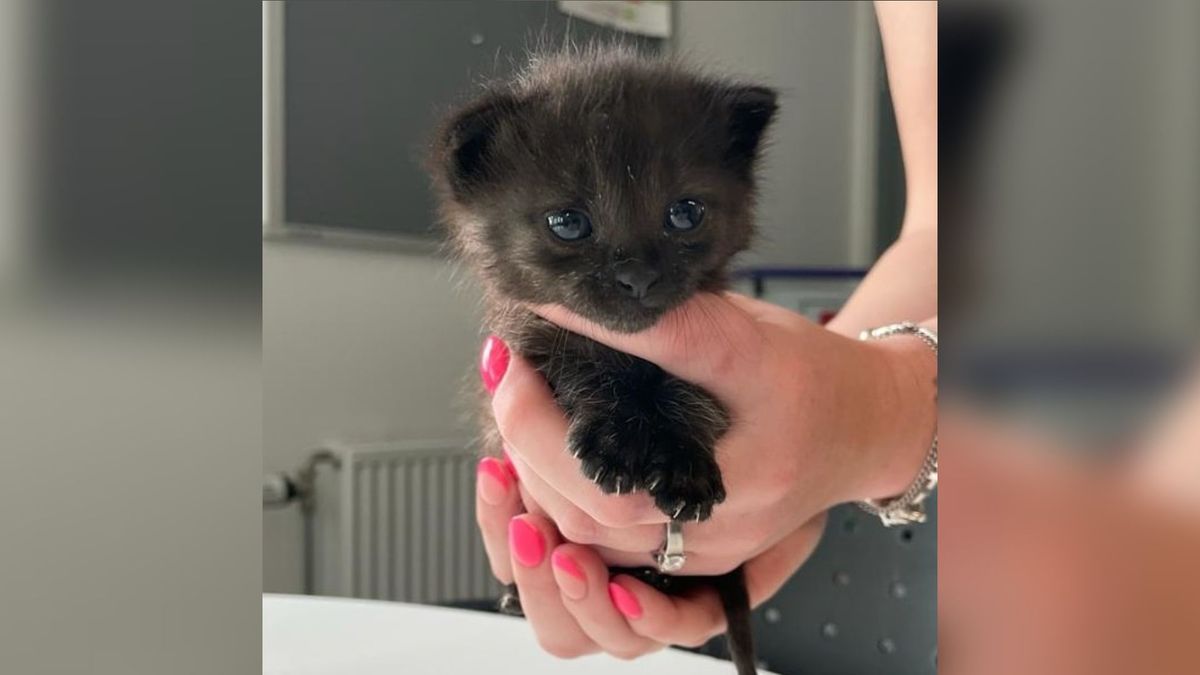 Extreem schattig katje gered uit spouwmuur in Mariënheem