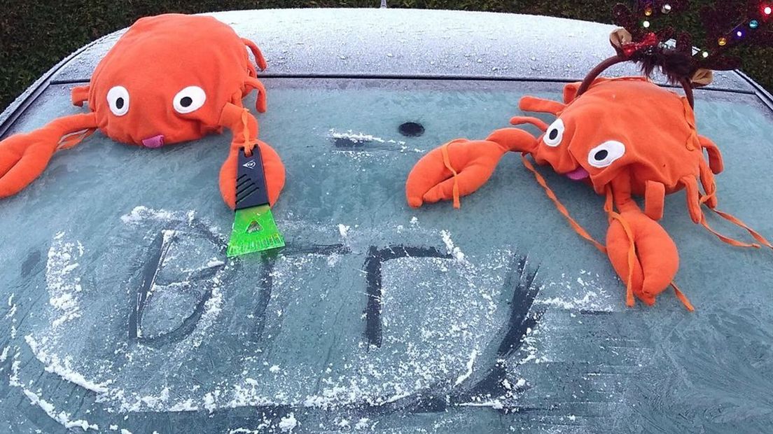 Deze oranje krabben zijn er klaar voor.