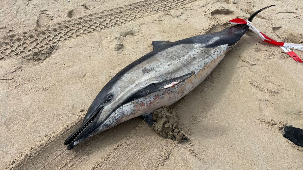Dode dolfijn aangespoeld op Vlieland