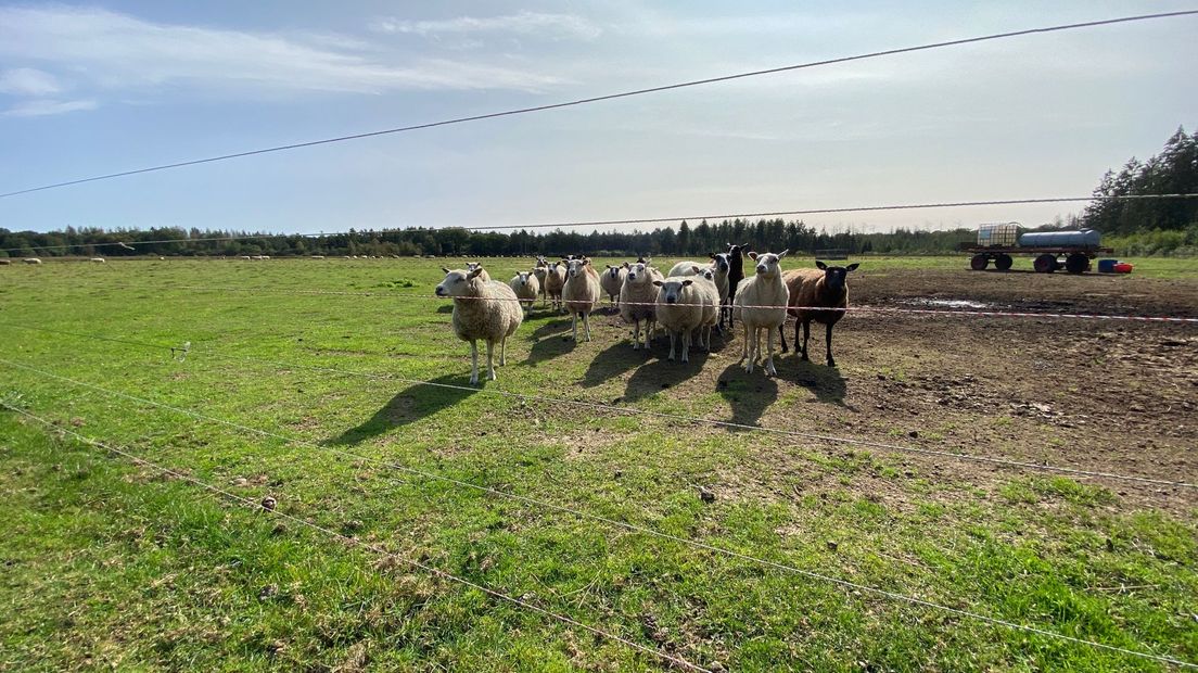 Wolfwerend hek met zes stroomdraden