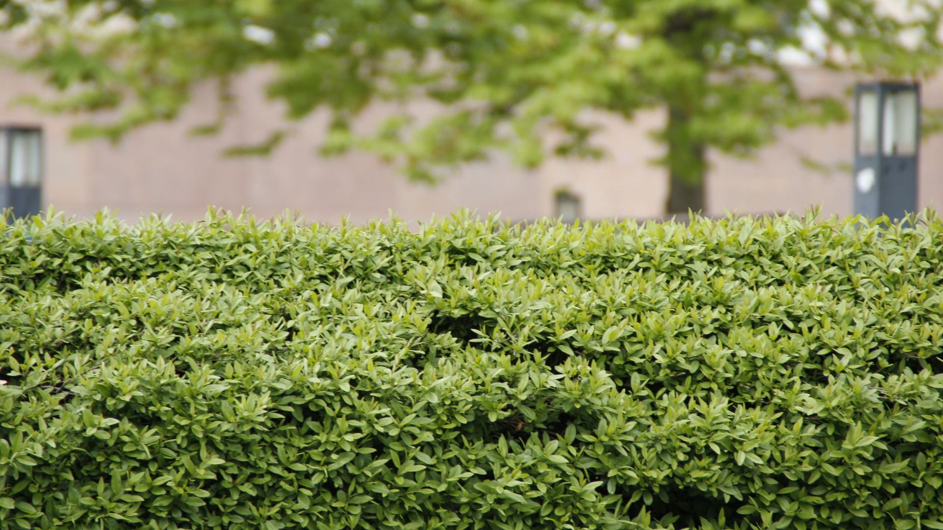 Inwoners Oost Gelre planten duizenden struiken en bomen voor sterkere natuurverbindingen.
