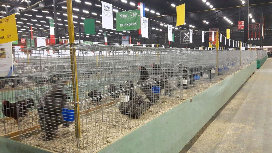 Een eerdere Dierenparade Noordshow in Assen (Rechten: Remco Wilkens)