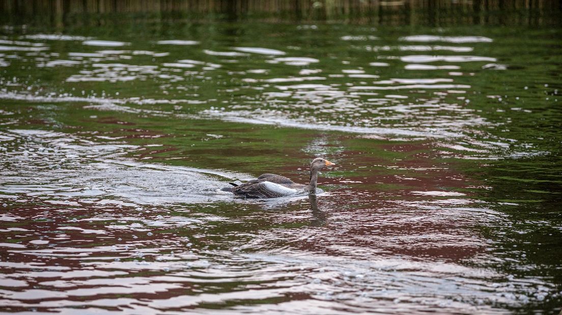 Gewonde gans laat zich niet zomaar vangen