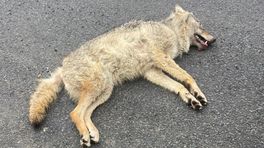 Wolf doodgereden op A2