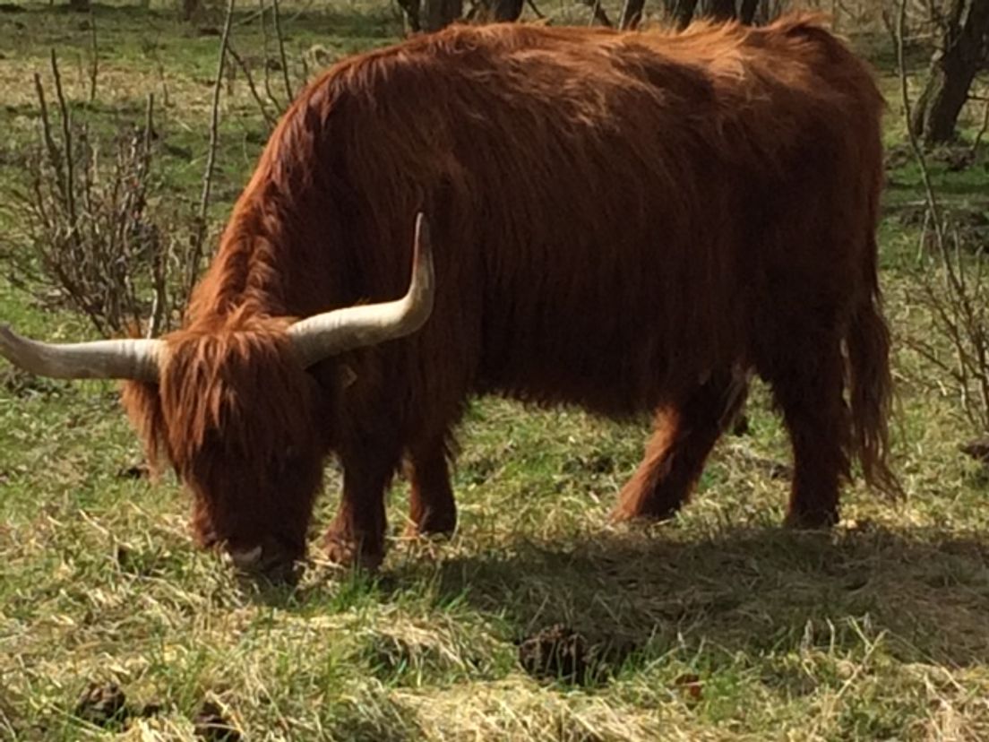 Schotse Hooglander