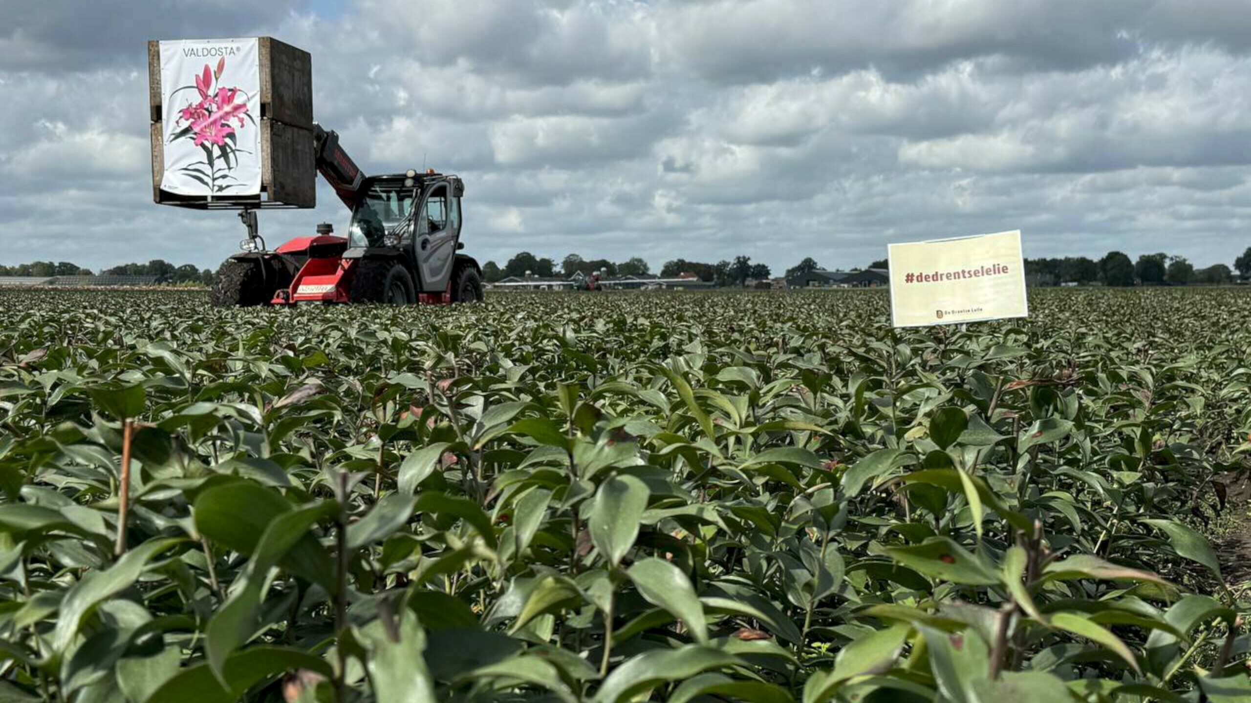 Gedeputeerde Schuinder gebruikt project Drentse Lelie niet om lelietelers regels te laten omzeilen