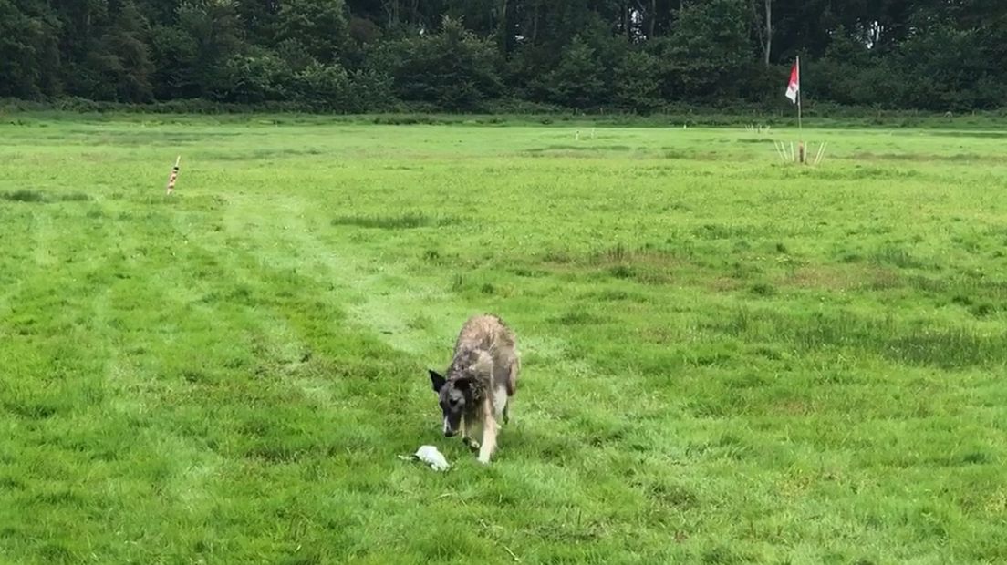 Een windhond heeft 'de haas' te pakken