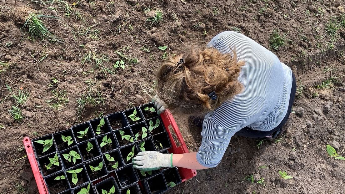 Mick en Renée worden ingehuurd door de coöperatie om het land te verbouwen