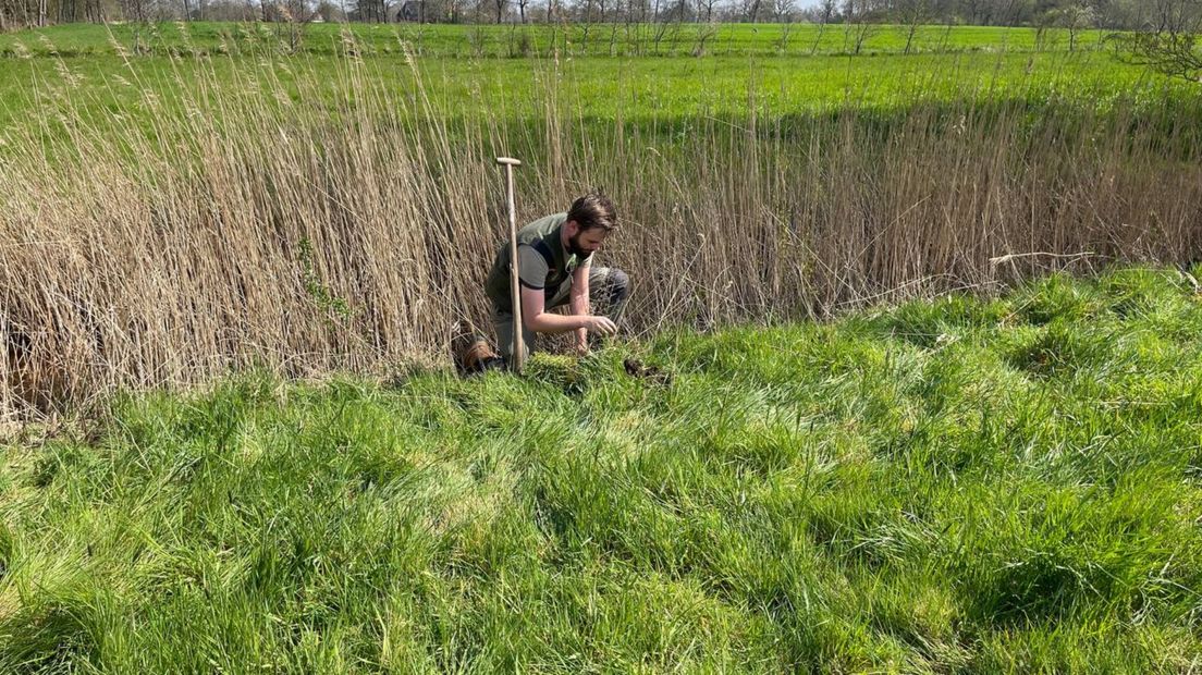 Een medewerker van Staatsbosbeheer poot een van de 9500 jonge bomen