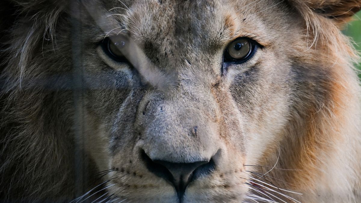 Preparateur vrijgesproken, maar sluit bedrijf na rechtszaak over opgezette leeuw