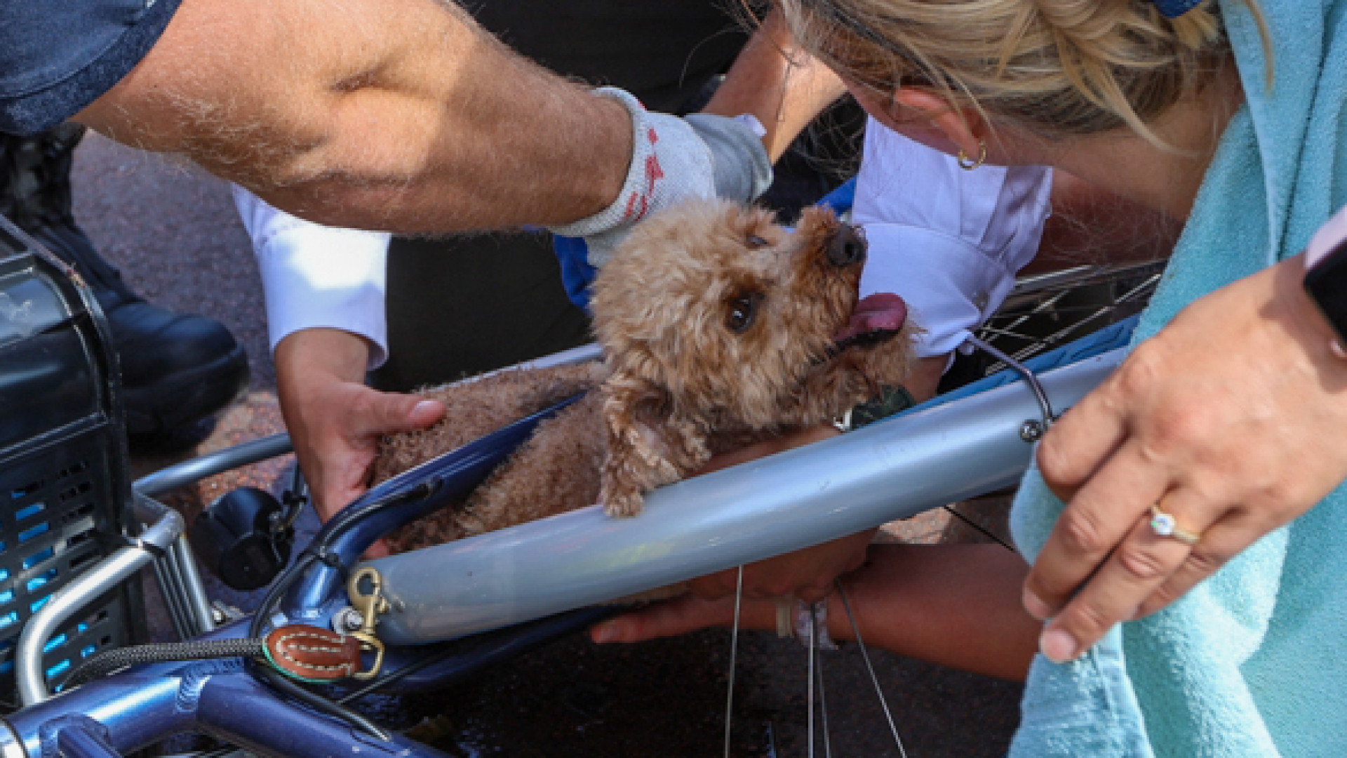 Hondje vast in wiel van fiets