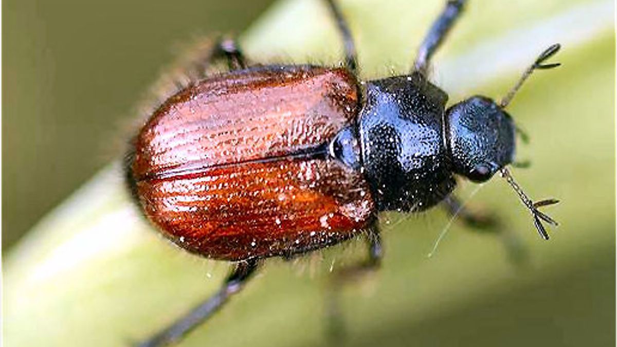 Keverplaag in Kloosterveen