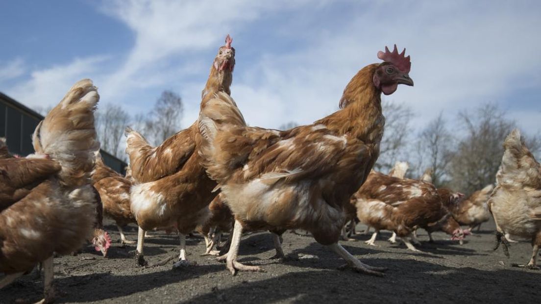 Pluimveehouders vrezen de vogelgriep voor hun kippen.