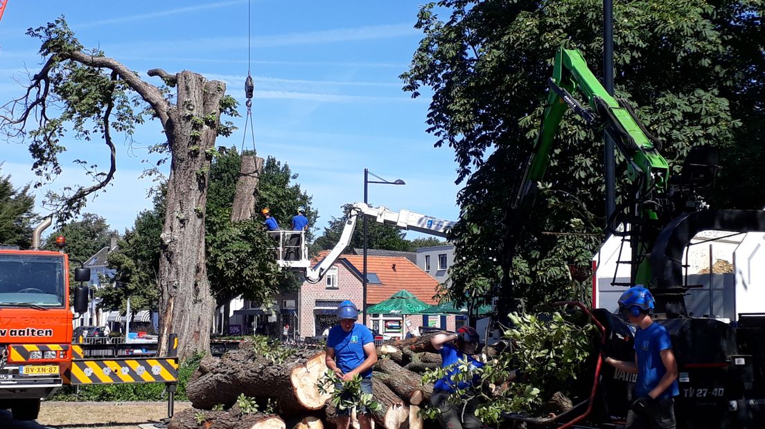De beeldbepalende witte paardenkastanje in hartje Vorden is niet meer. De monumentale boom van bijna 250 jaar oud pal voor de Dorpskerk aan de Kerkstraat is vanochtend gekapt.