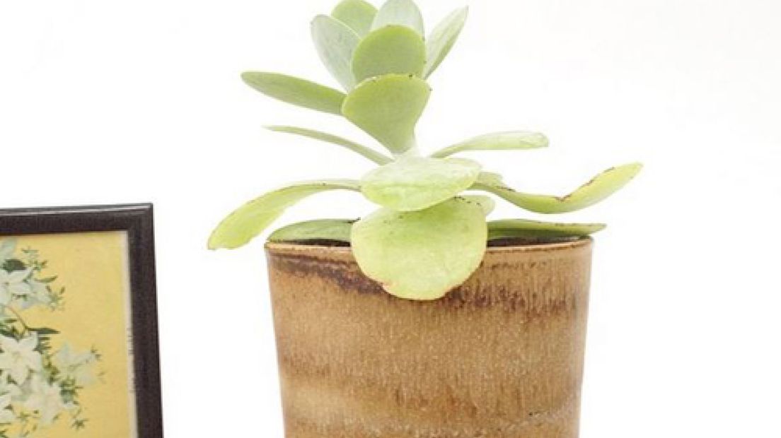 Moerasvetplantje beu? Ruilen die plant!