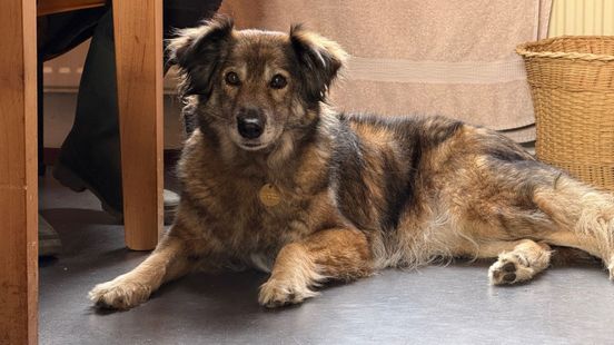 Hond Truusje weer terecht na ongeval, baasje in tranen. Hond Truusje weer terecht na ongeval, baasje in tranen.
