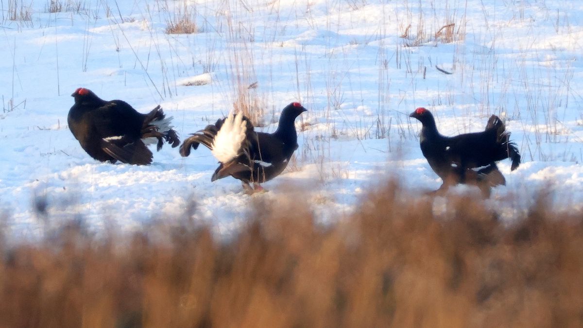 Ondanks forse investeringen sterft korhoen massaal op de Sallandse Heuvelrug
