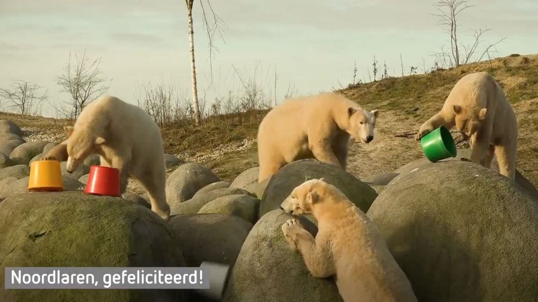 Vier ijsberen voorspellen de eerste marathon op natuurijs