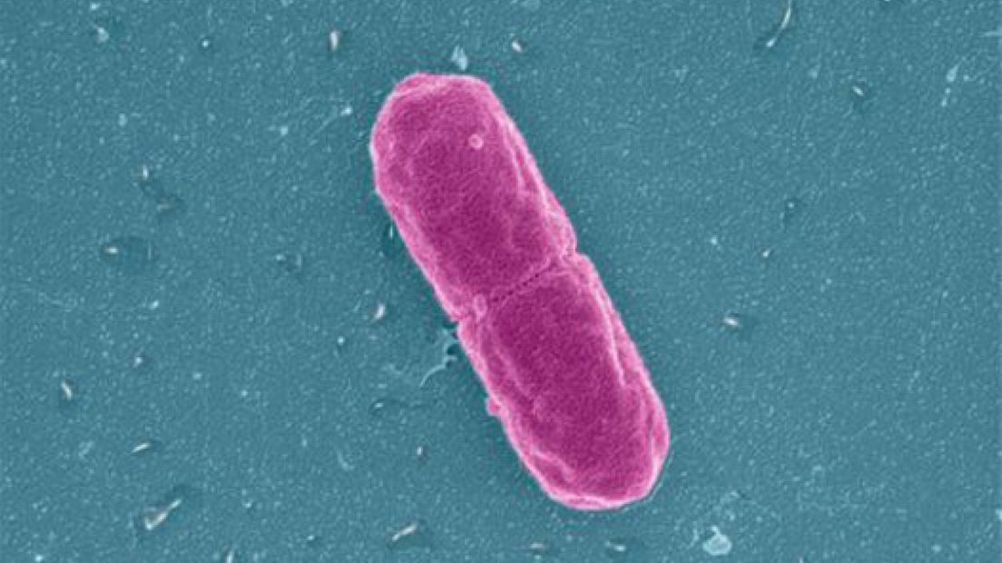 Ophokplicht om salmonella Lunteren