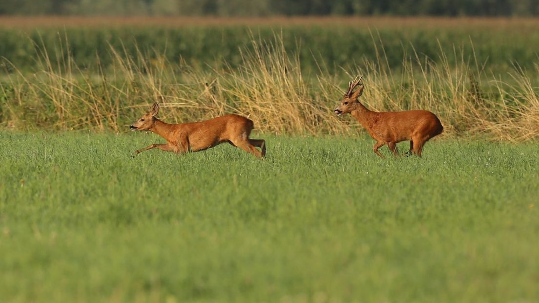 Reeën in het veld.