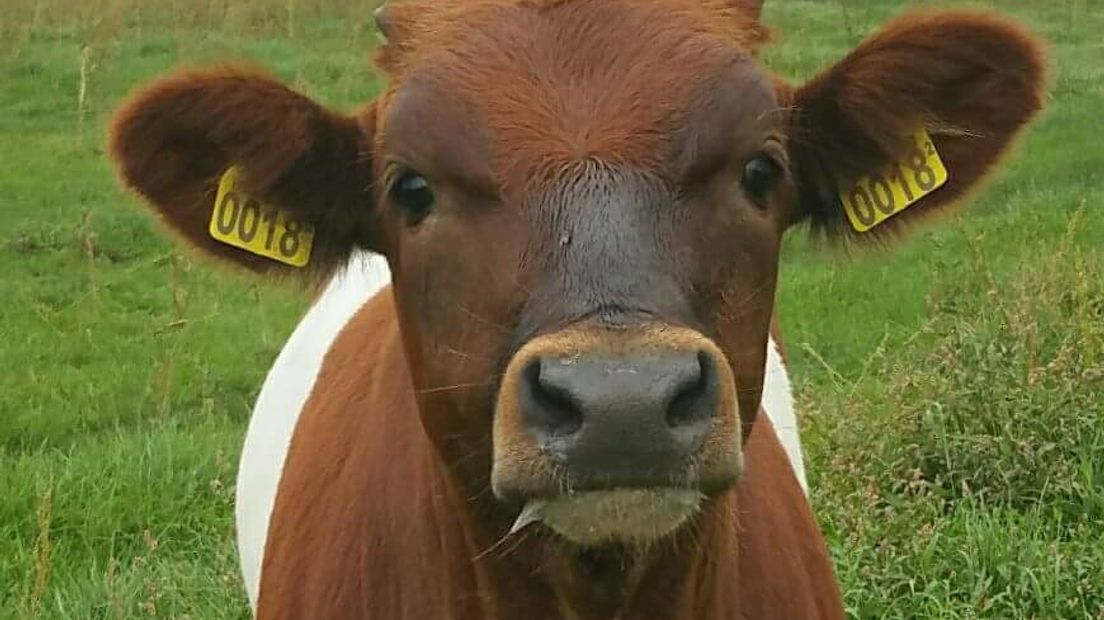 De regering zet zich in voor het behoud van zeldzame koeienrassen (Rechten: Natasja van der Wouden)