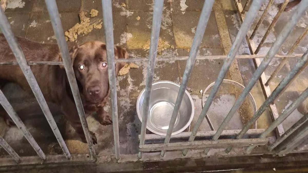 Verwaarloosde honden in beslag genomen bij fokker Langeveen