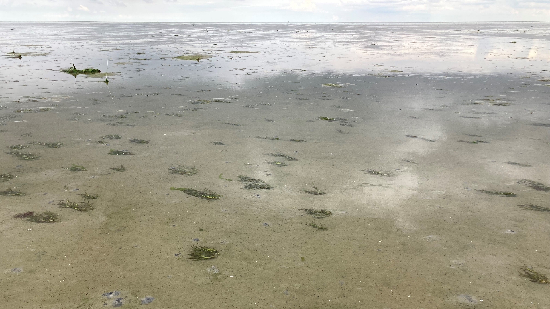 Zeegrasherstel In De Waddenzee Gaat Goed: ‘Uniek In De Wereld’ - RTV Noord