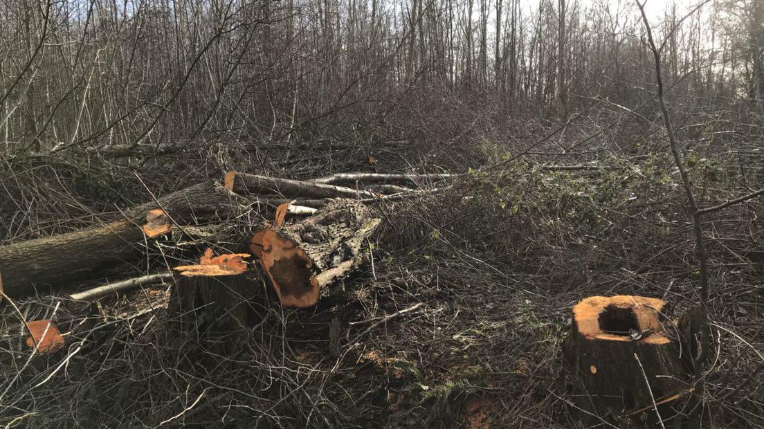 De illegaal gekapte bomen (Rechten: Jeroen Willems / RTV Drenthe)