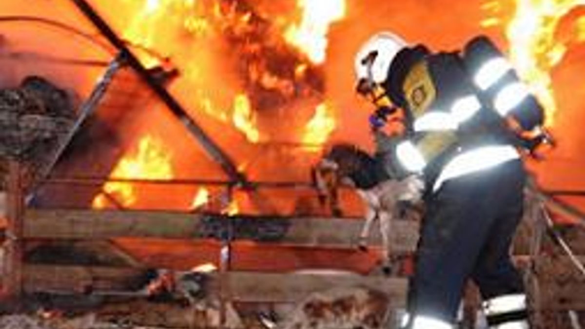 Schapen dood in brand