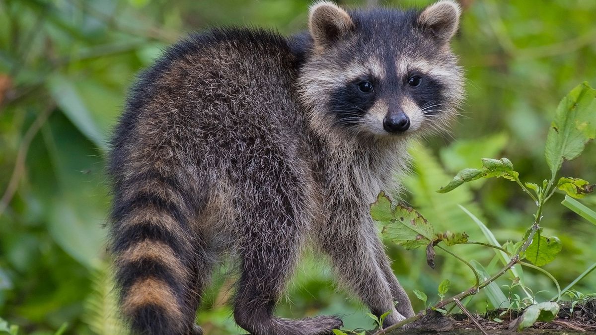 Alleen samenwerking met buurlanden kan wasbeer uitroeien