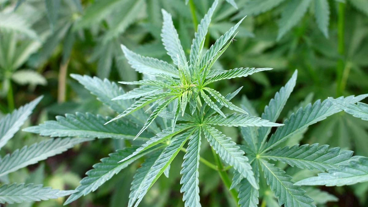 Meer onderzoek nodig naar betrokkenheid verdachten mega hennepkwekerij Almelo