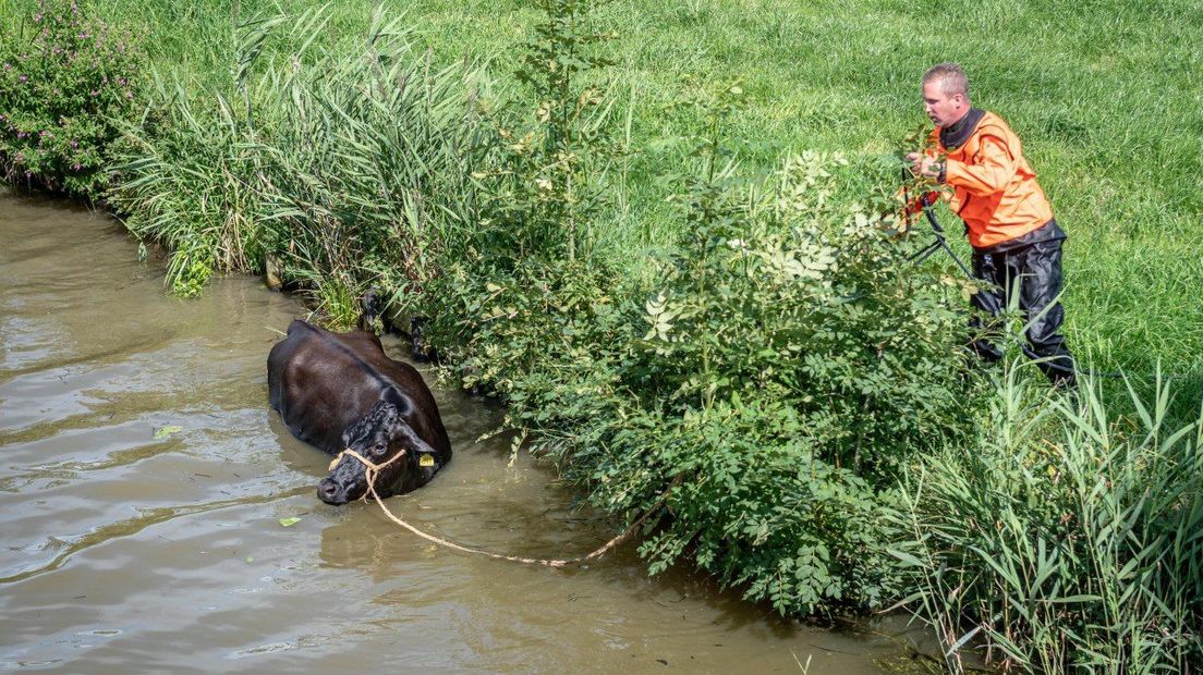 Met een lasso werd de koe uiteindelijk uit het water begeleid