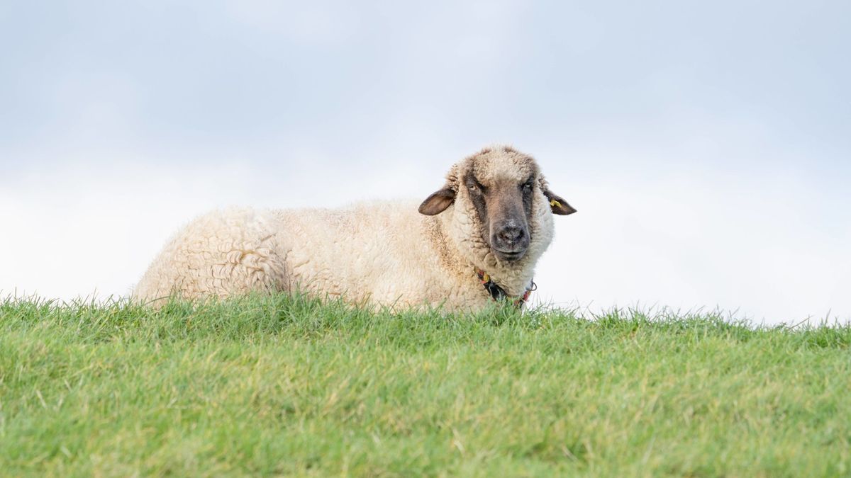 Weer dode schapen in Wapse, 'dader' nog niet bekend