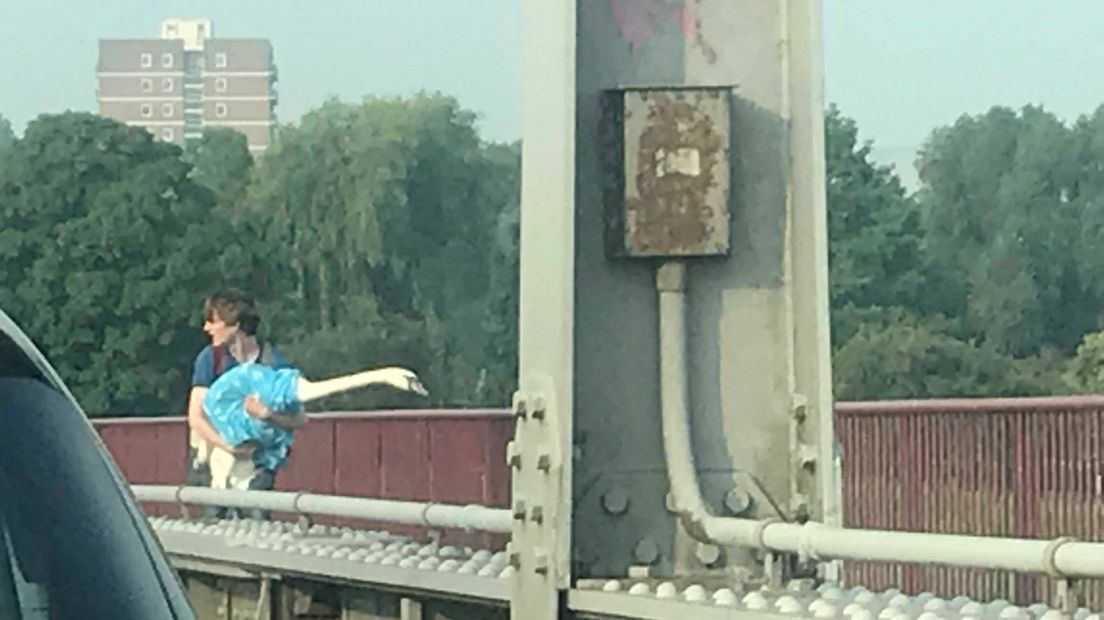 'Wie is deze onbekende held die zwaan van brug in Arnhem redt?'. Dat vroegen wij ons donderdag af. Inmiddels is er iets meer over hem bekend. Hij was op het moment van de reddingsactie op zijn fiets onderweg naar school. En hij doet vrijwilligerswerk met ganzen, zo vernam Marloes Kock, die hem te hulp schoot bij het in veiligheid stellen van de zwaan.