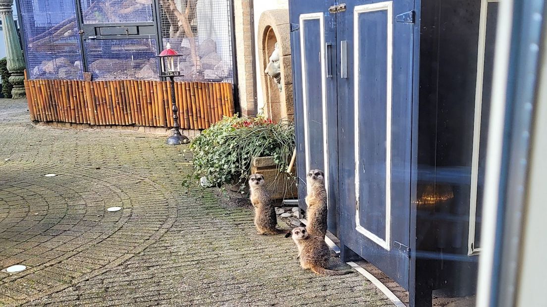 De drie ontsnapte stokstaartjes