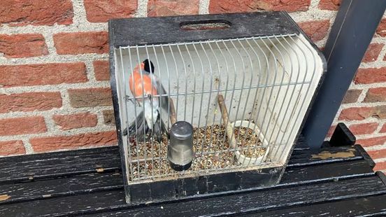 Man aangehouden voor vogelstroperij, zes goudvinken vrijgelaten