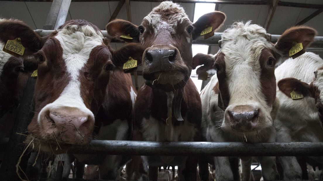 Boeren veroorzaken ruim 40 procent van de stikstofuitstoot op natuurgebieden