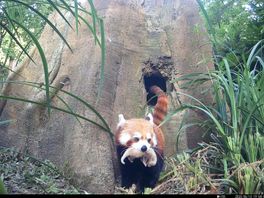 De moeder-panda draagt haar baby voorzichtig naar buiten.