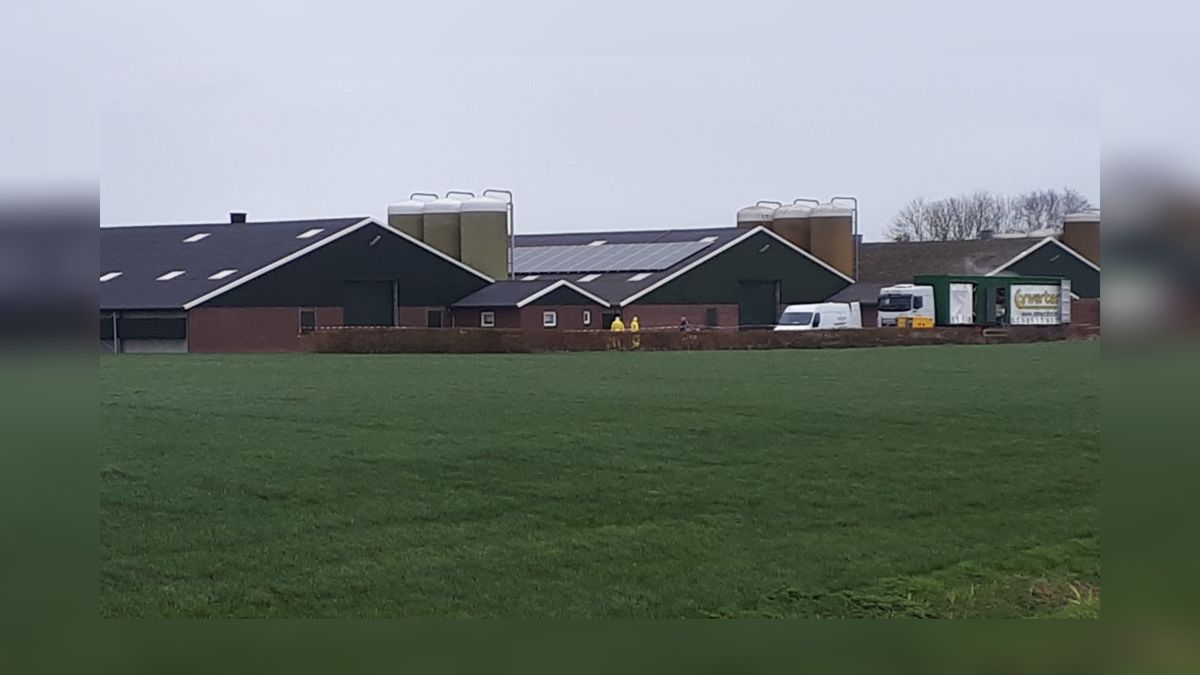 Vogelgriep in Witmarsum; 90.000 kippen worden geruimd