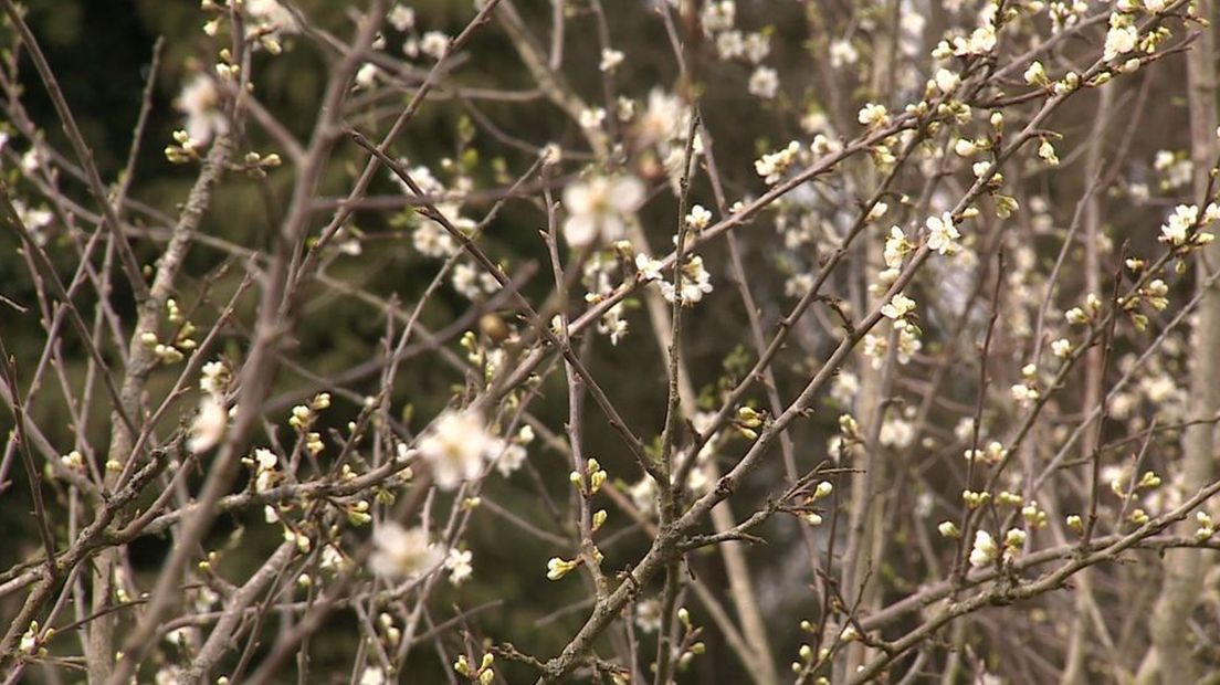 De vraag is hoe de bomen, struiken en planten de komende dagen doorkomen.